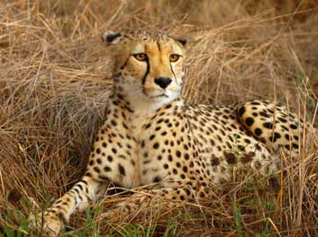 africaslide6