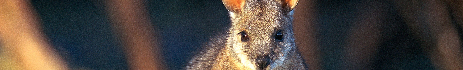 australiacountry